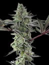 Sherbet Mintz x Bubba